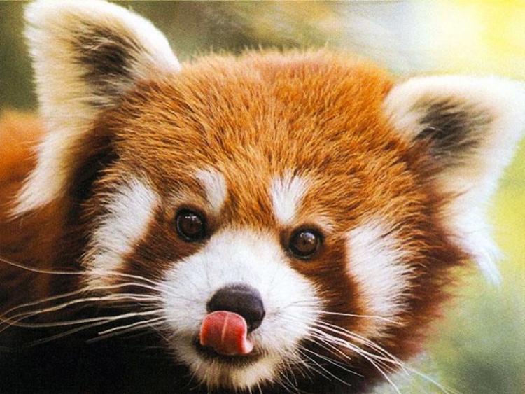 cute-animal-red-panda